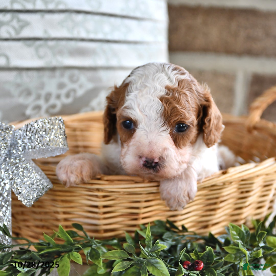 Cavachon dogs for sale: Latte - Ad 8