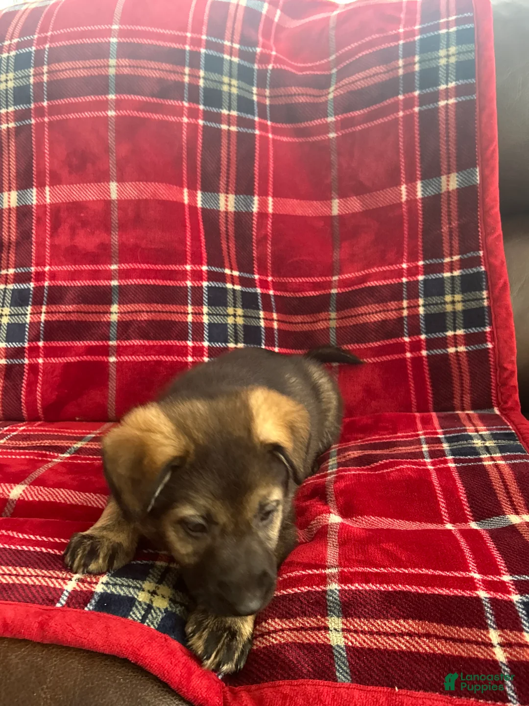 German Shepherd dogs for sale: Willow/Cody Teal - Ad 15