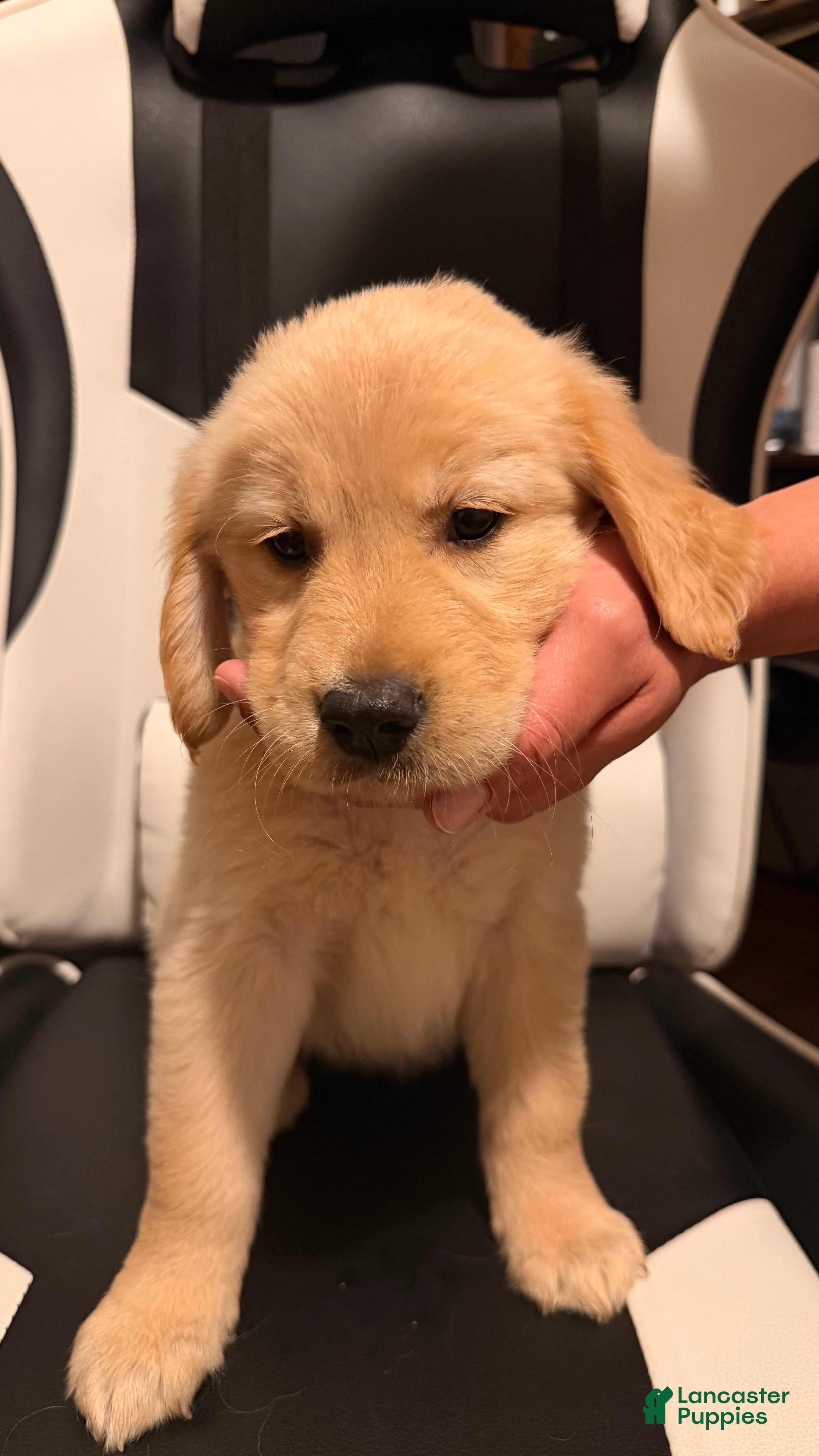Golden Retriever dogs Hot Pink  - Ad 1
