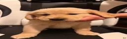 Golden Retriever dogs for sale: Hot Pink  - Ad 1