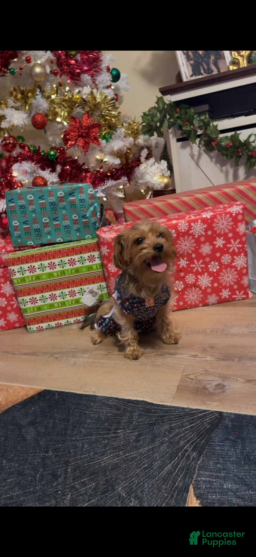 Yorkiepoo dogs for sale: Brownie🎀 - Ad 2