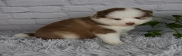 Pomsky dogs for sale: Queen - Ad 3
