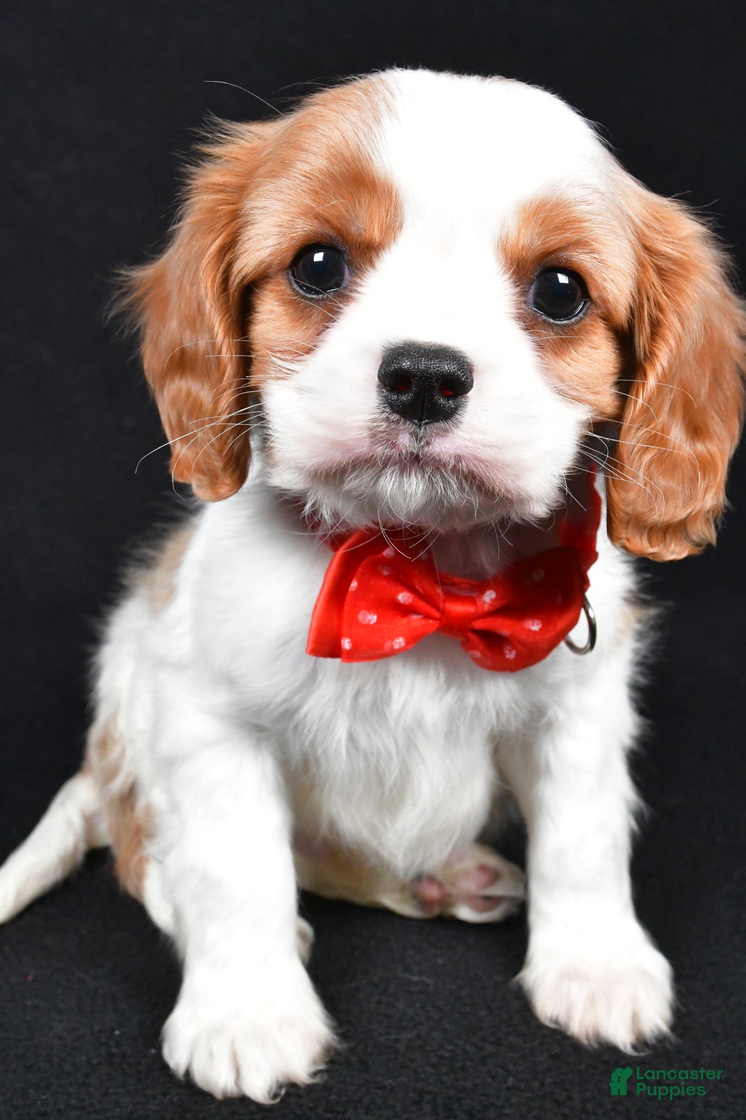 Cavalier King Charles Spaniel dogs for sale: Trevor - Ad 5