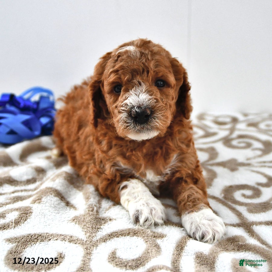 Mini Goldendoodle dogs Finn - Ad 21