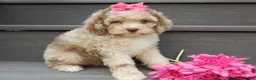 Cockapoo dogs for sale: Penny - Ad 7