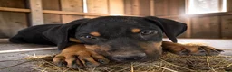 Catahoula Leopard Dog dogs for sale: Gypsie 2026 Male 1 - Ad 1