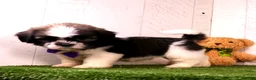 Shih Tzu dogs for sale: Cooper - Ad 4