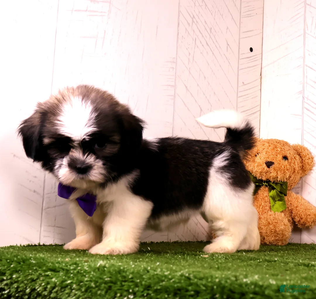 Shih Tzu dogs for sale: Cooper - Ad 4