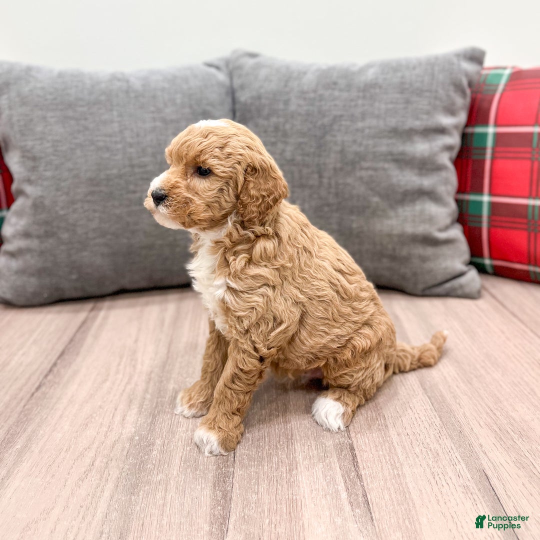 Mini Goldendoodle dogs for sale: Jewel - Ad 6