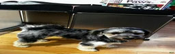 Mixed Breed dogs for sale: K'adare - Ad 8