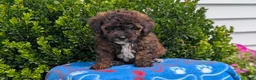 Mixed Breed dogs for sale: Duke - Ad 6