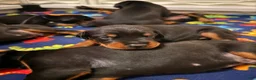 Doberman Pinscher dogs for sale: Electra-Pink Collar - Ad 8