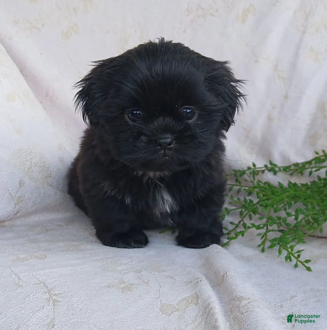 Teddy Bear dogs for sale: Beauty - Ad 1