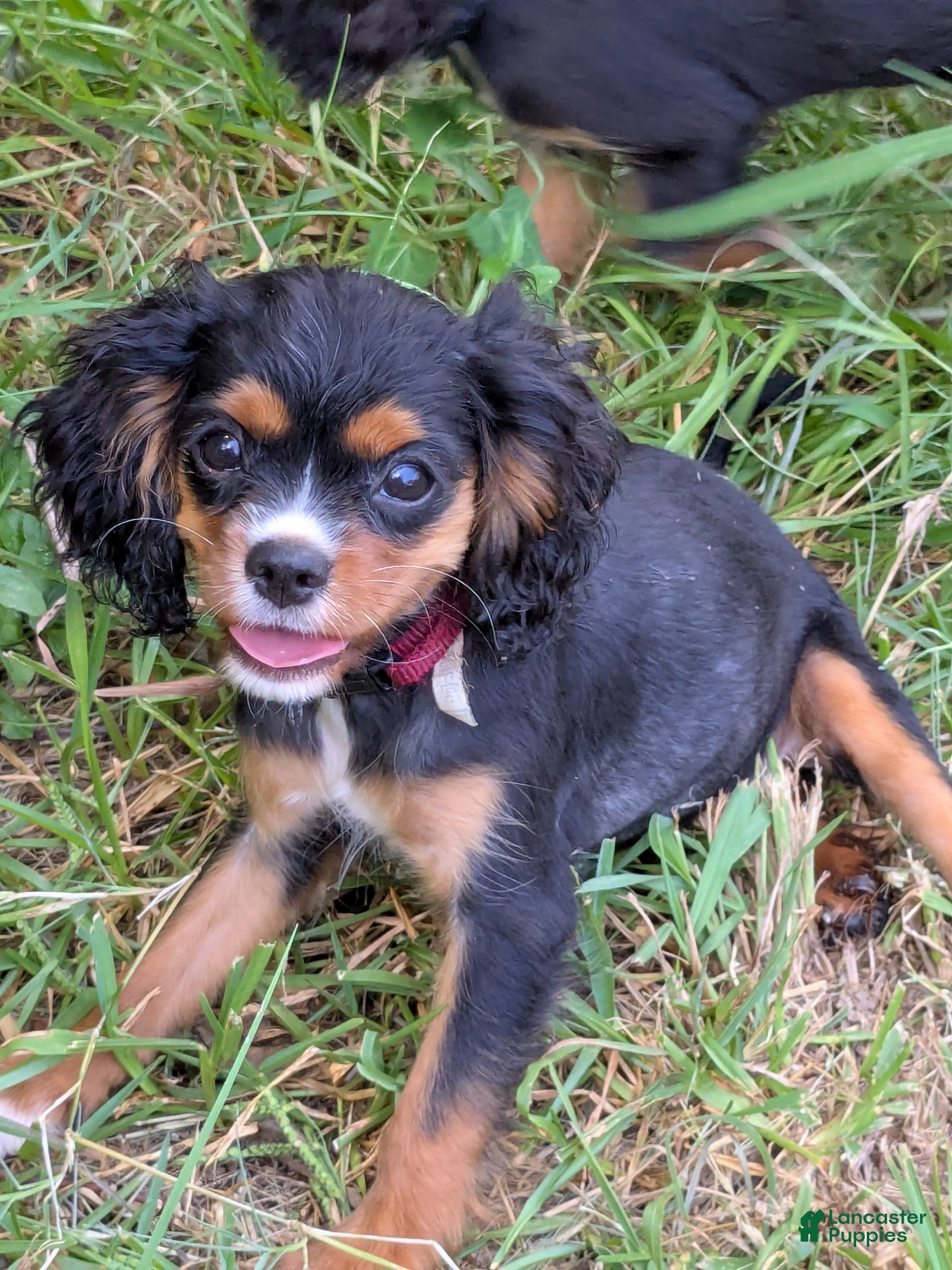 Cavalier King Charles Spaniel dogs Red - Ad 18