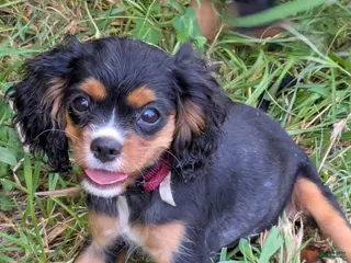 Cavalier King Charles Spaniel dogs Red - Ad 18