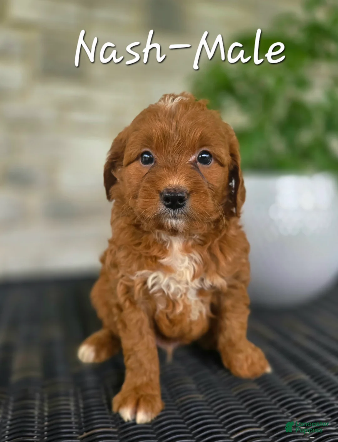 Mini Goldendoodle dogs for sale: Mini Goldendoodle Puppy 1 - Ad 1