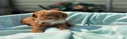 Toy Poodle dogs for sale: Peanut - Ad 4