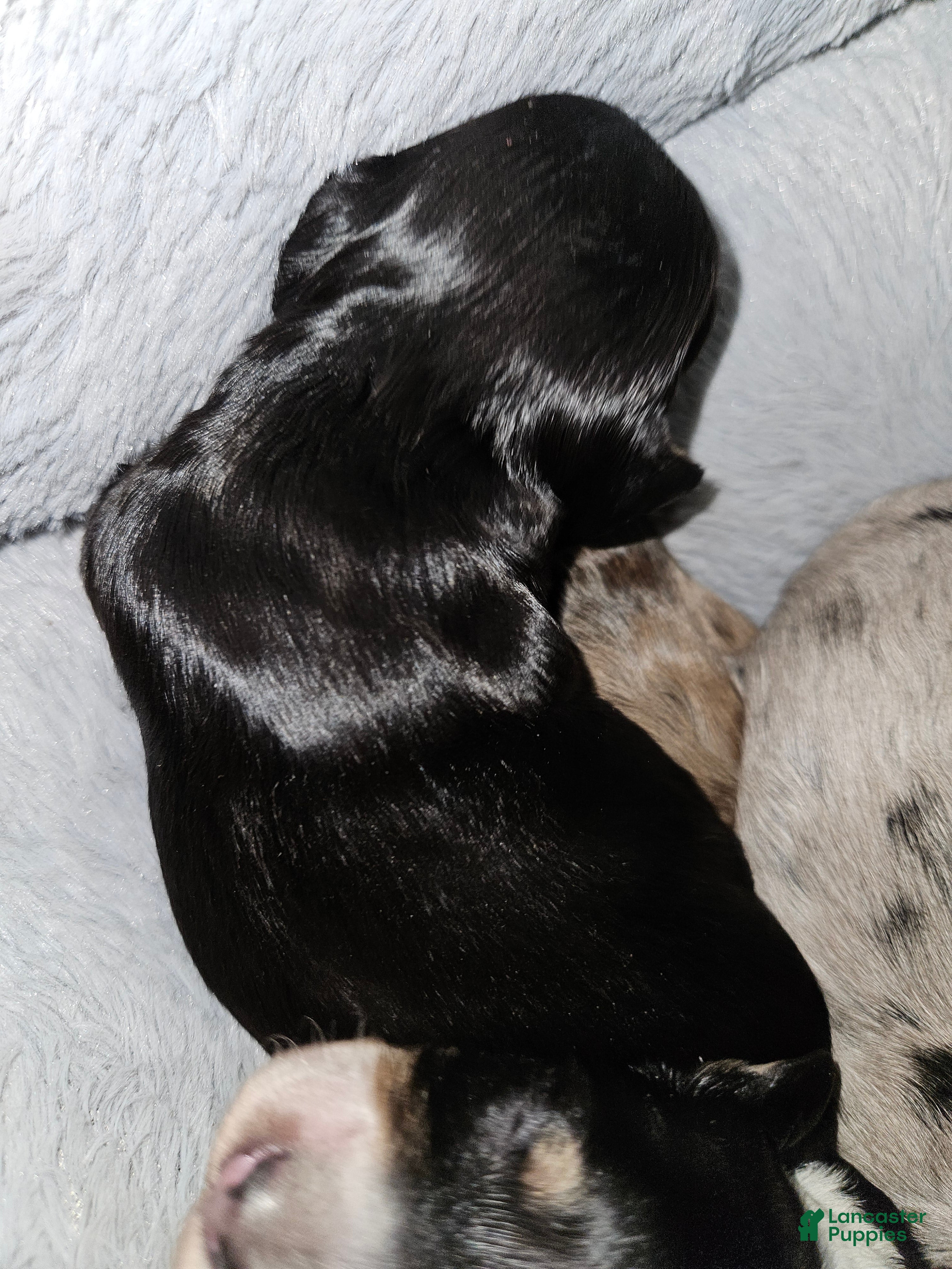 Miniature Dachshund dogs Miniature Dachshund Puppy 2 - Ad 2