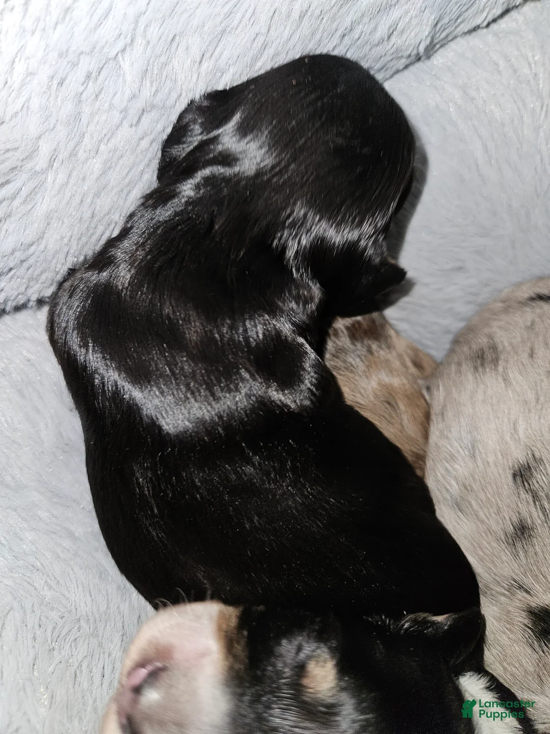 Miniature Dachshund dogs for sale: Miniature Dachshund Puppy 2 - Ad 2