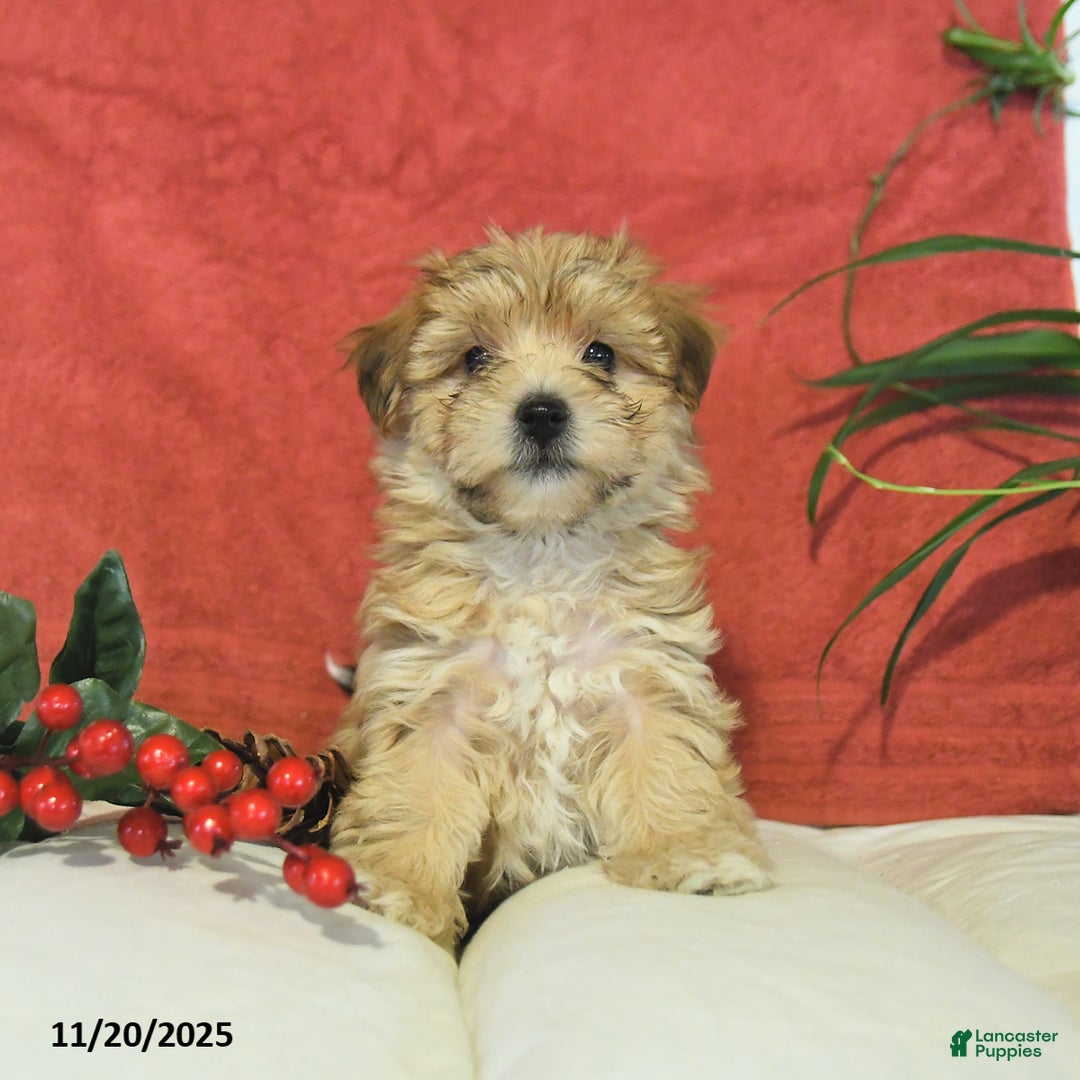 Yochon dogs for sale: Truffle  - Ad 4