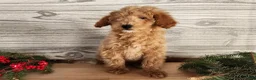 Mini Goldendoodle dogs for sale: Dover - Ad 7