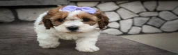 Cavachon dogs for sale: Hallie🎀 - Ad 18