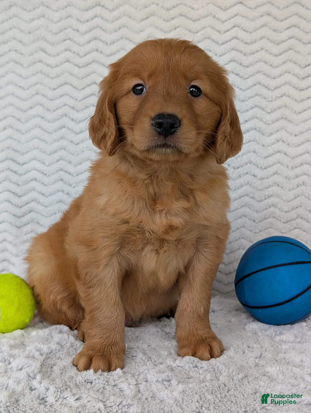 Golden Retriever dogs for sale: Lincoln  - Ad 1