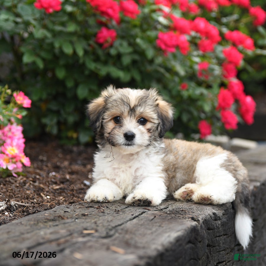 Mixed Breed dogs Julius - Ad 1