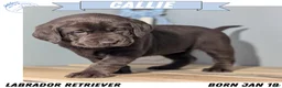 Labrador Retriever dogs for sale: Callie - Ad 1