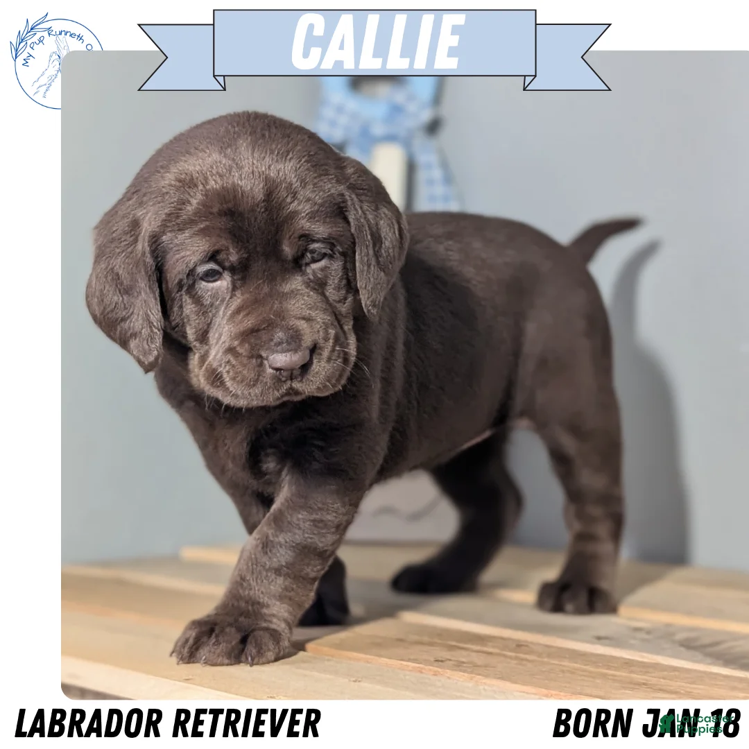 Labrador Retriever dogs for sale: Callie - Ad 1