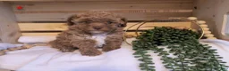 Toy Poodle dogs for sale: TOMMY  - Ad 2