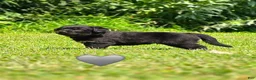 Mixed Breed dogs for sale: Gravy - Ad 2