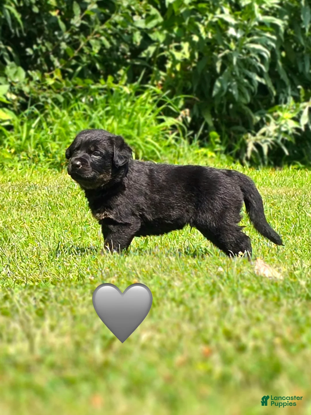 Mixed Breed dogs for sale: Gravy - Ad 2