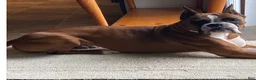 Boxer dogs for sale: Boxer 2 - Ad 3