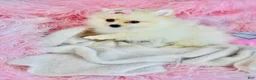 Pomeranian dogs for sale: Pomeranian Puppy 1 - Ad 1