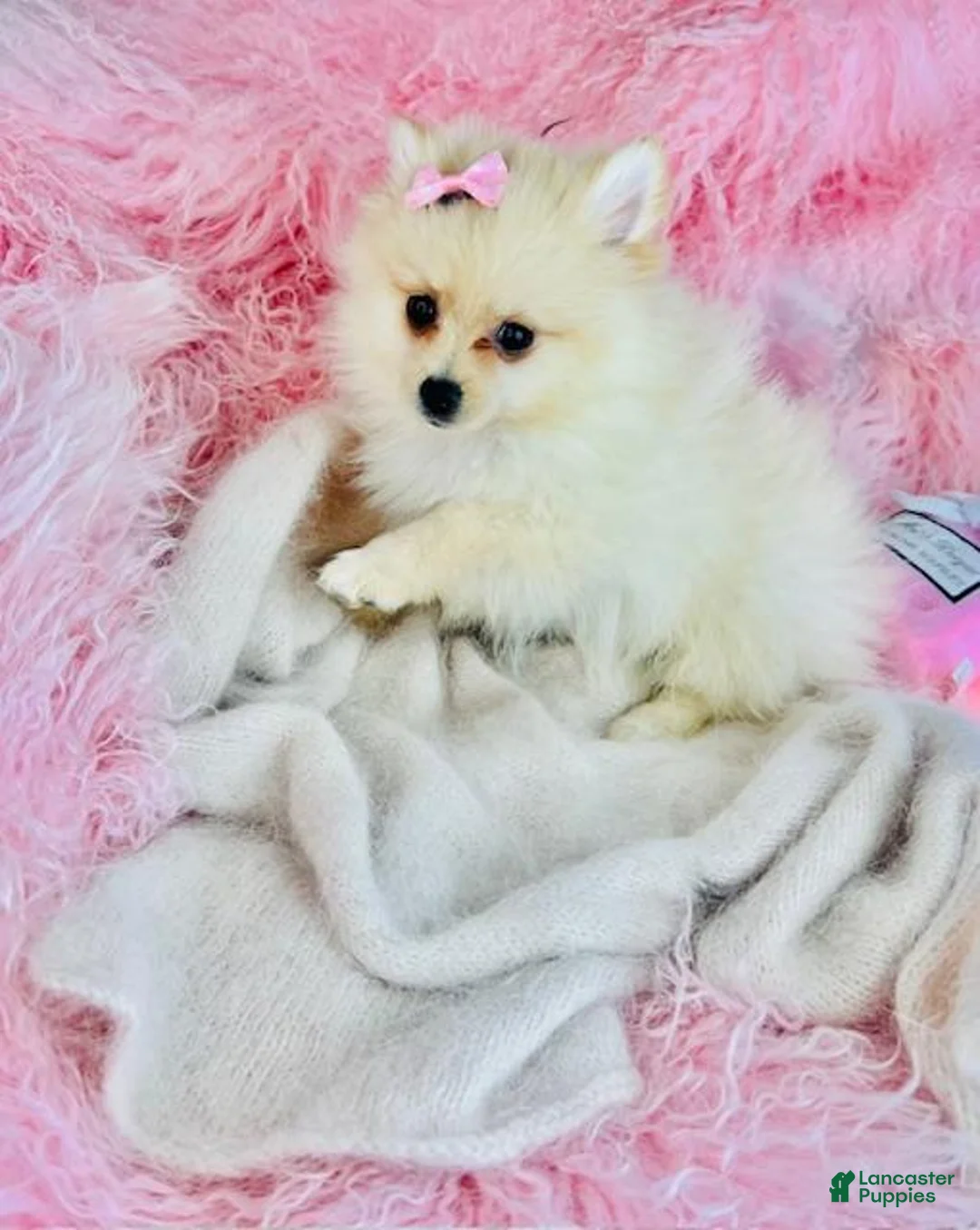 Pomeranian dogs for sale: Pomeranian Puppy 1 - Ad 1