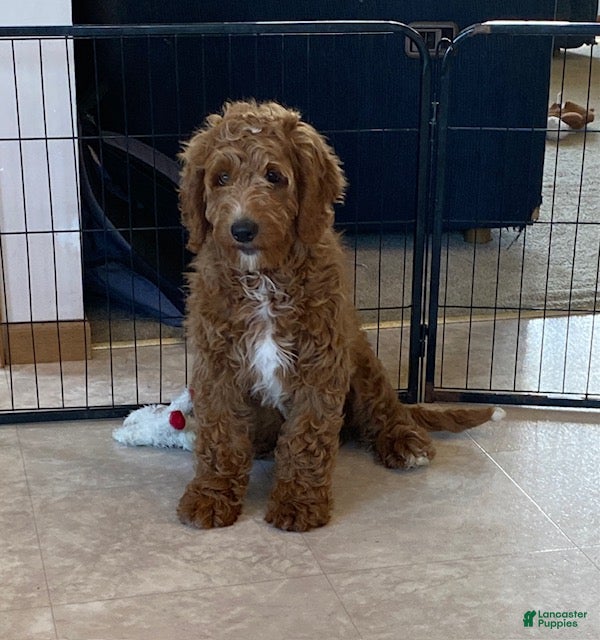 Mini Goldendoodle dogs Lucky-medium - Ad 1