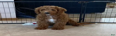 Lucky-medium