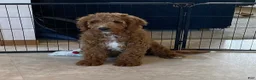 Mini Goldendoodle dogs for sale: Lucky-medium - Ad 1