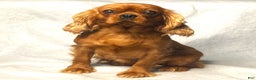 Cavalier King Charles Spaniel dogs for sale: Nora | Genetically Screened  - Ad 8