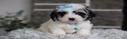 Maltipoo dogs for sale: Sapphire - Ad 8