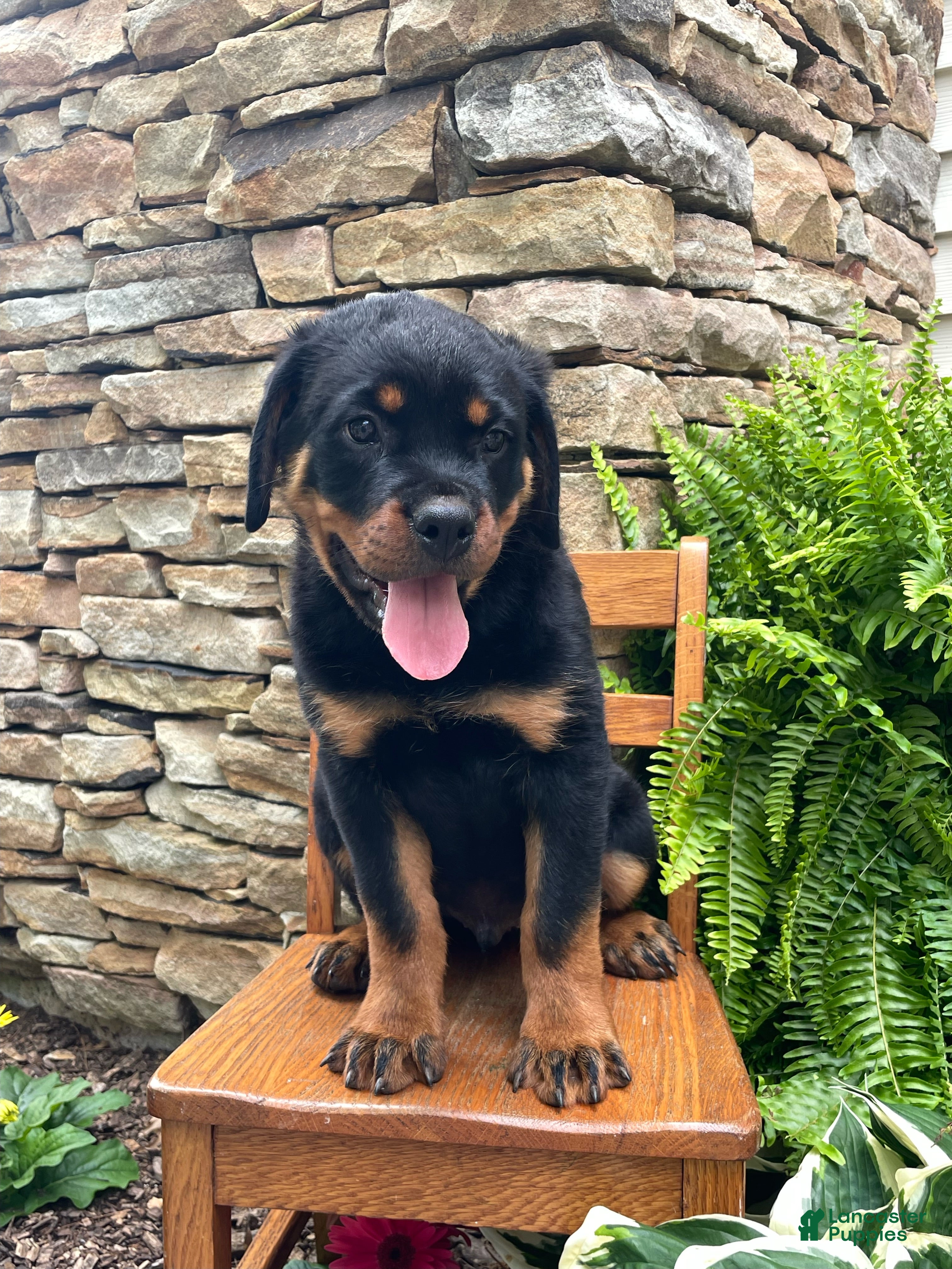 Rottweiler dogs Mr Blue  - Ad 1