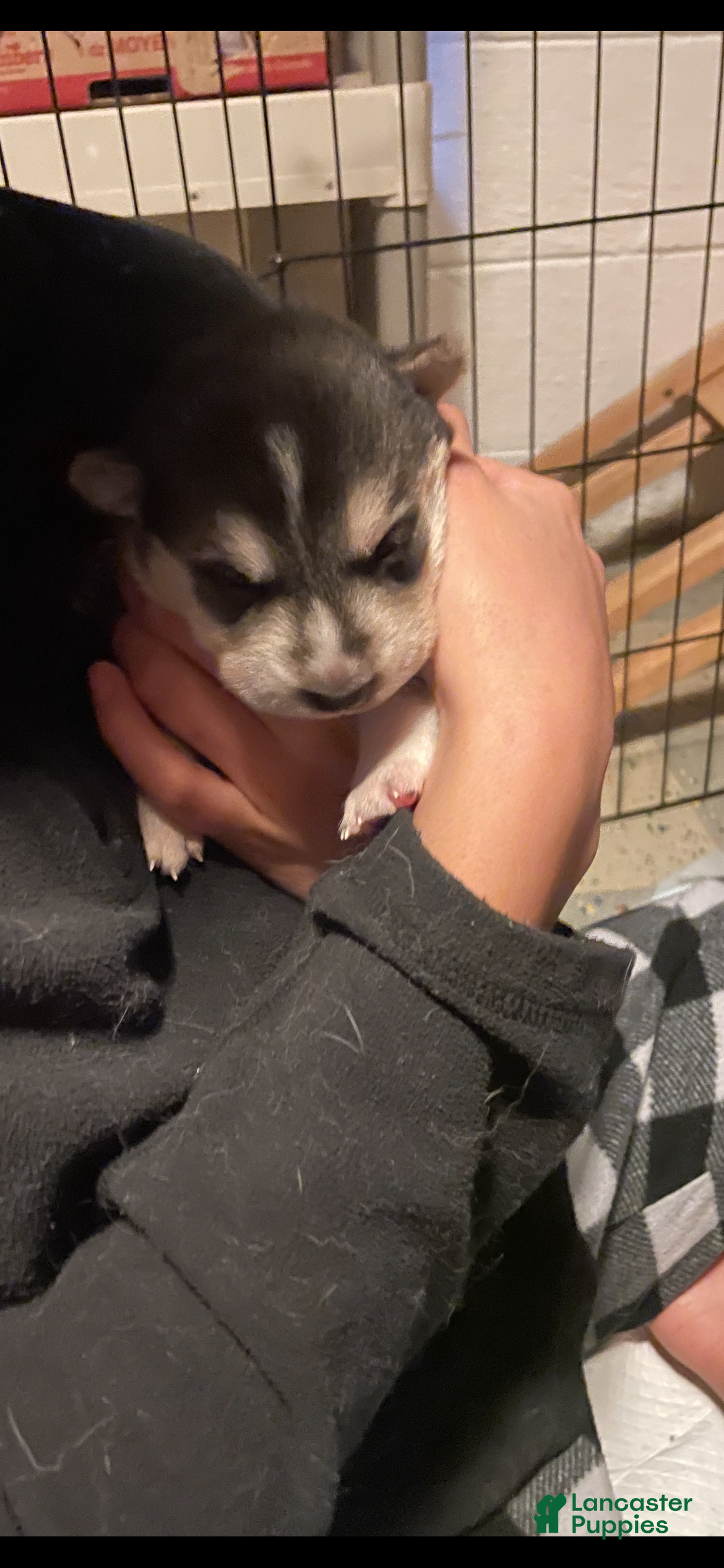 Gerberian Shepsky dogs Gerberian Shepsky Puppy 1 - Ad 13