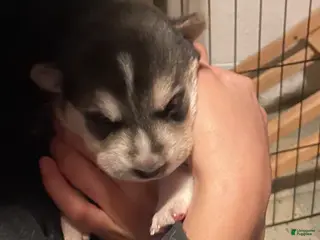 Gerberian Shepsky dogs Gerberian Shepsky Puppy 1 - Ad 3