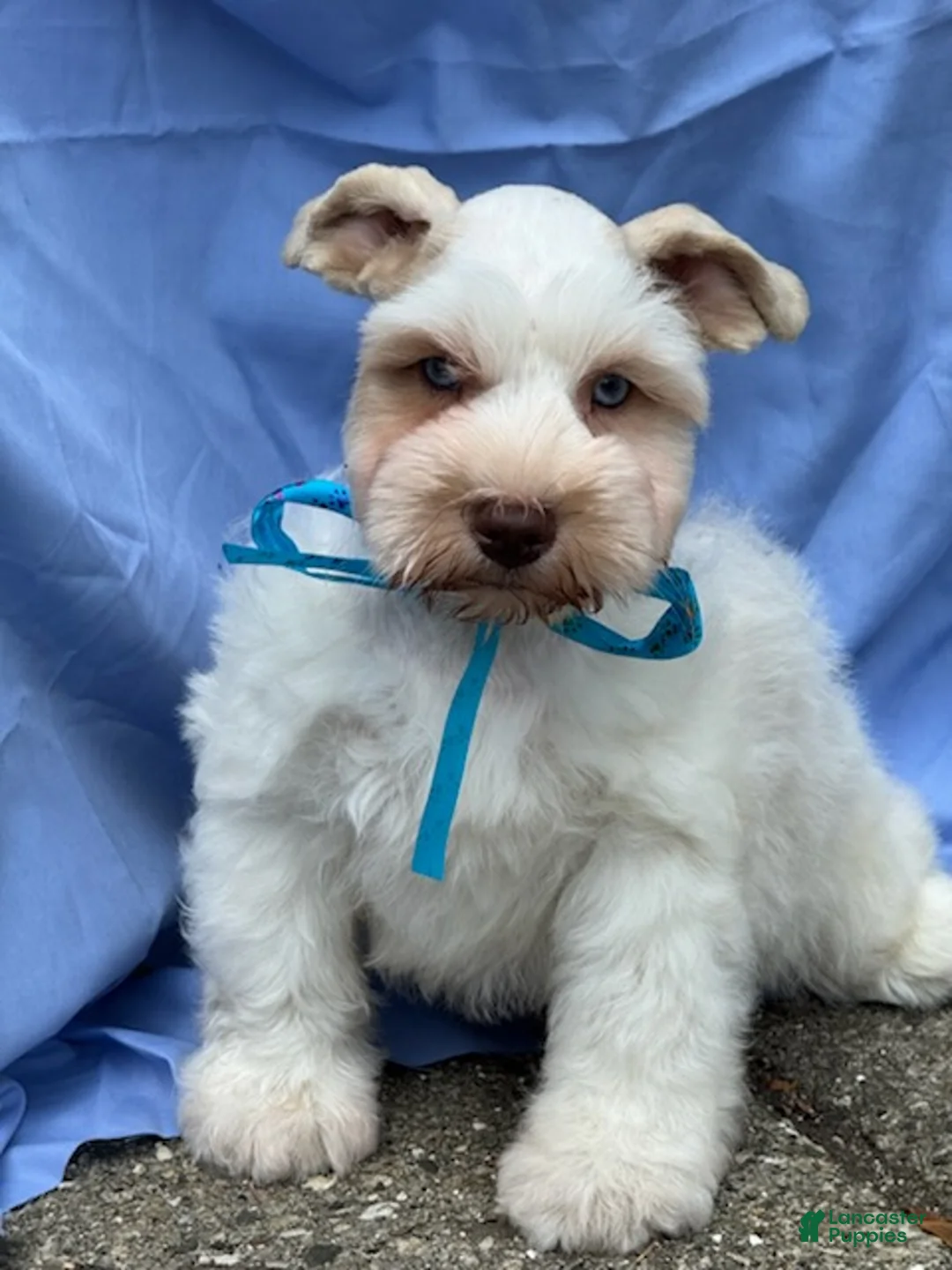 Schnauzer dogs for sale: Frost - Ad 7
