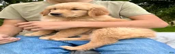 Golden Retriever dogs for sale: Jonas - Ad 3