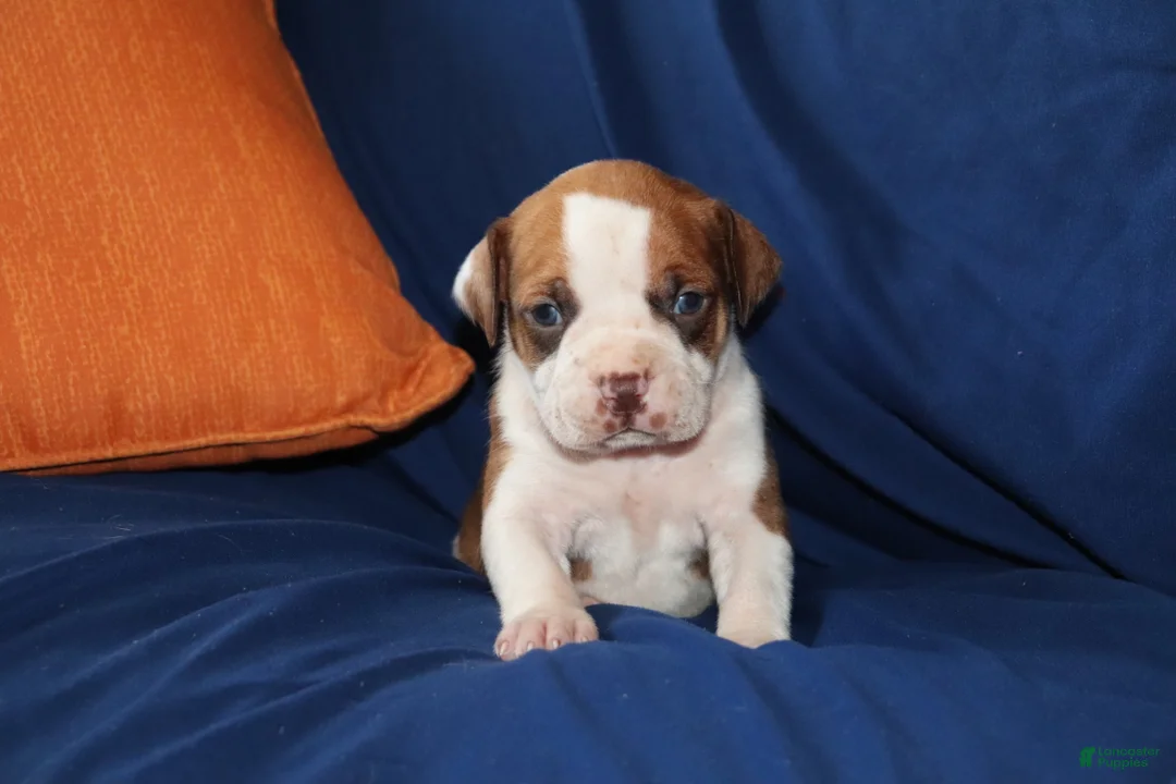 American Bully dogs for sale: Ahoska - Ad 2