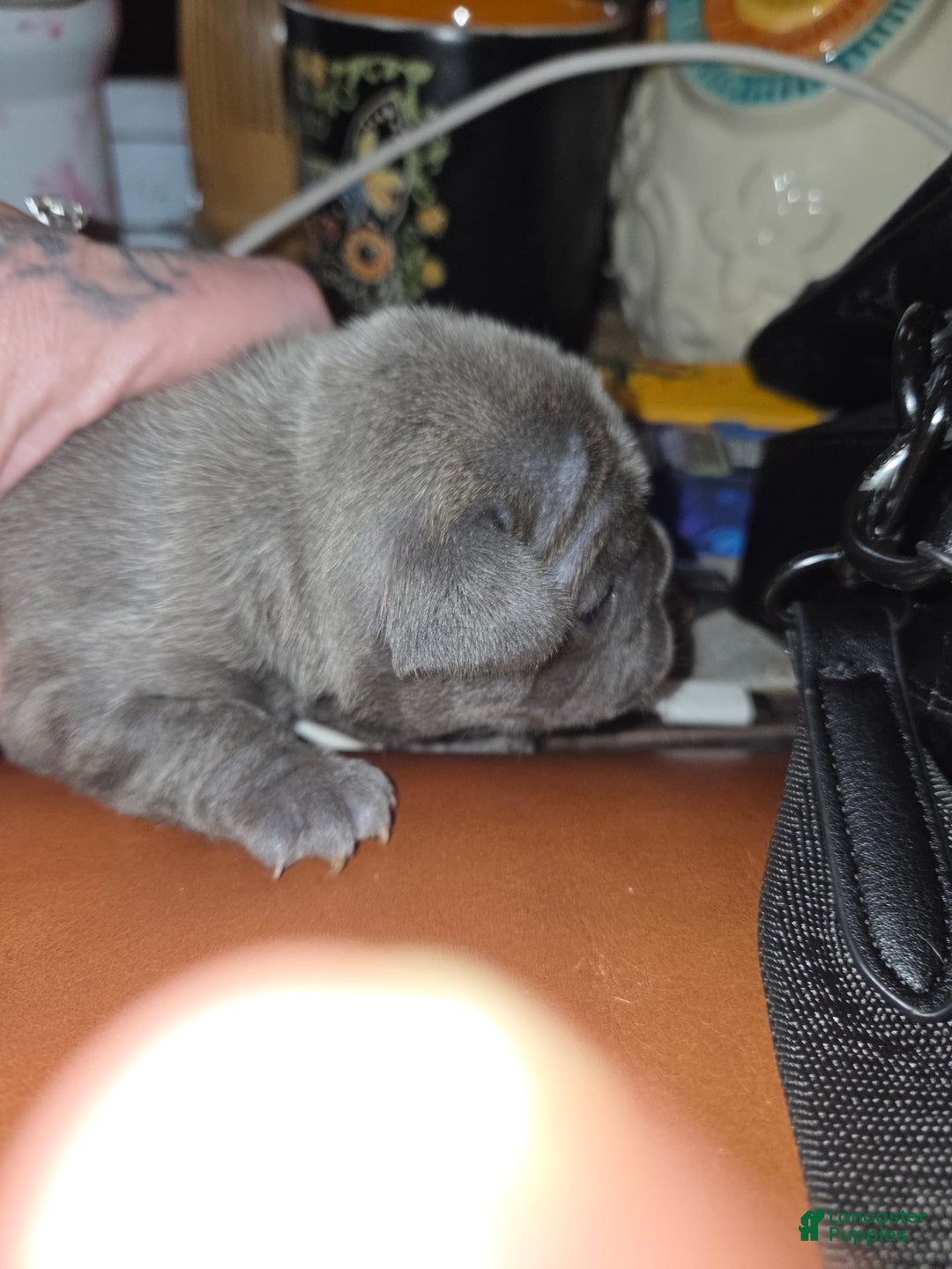 Frenchton dogs for sale: Frenchton Puppy 1 - Ad 8