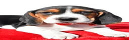 Beagle dogs for sale: Mike - Ad 3