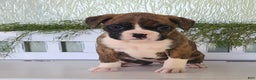 Boxer dogs for sale: Rose  - Ad 2